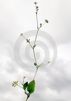 Punarnava plant on white background, also known as red spiderling, spreading hog weed and tarvine, boerhavia diffusa.