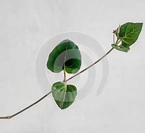 Punarnava (boerhavia repens) plant with white background. photo