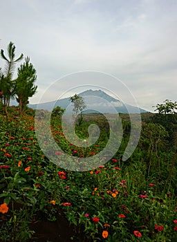 Beautiful landscape with mountains, trees and flowers at Puncak Asmoro. photo