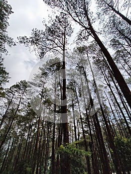 Puncak Lawang West Sumatera Indonesia