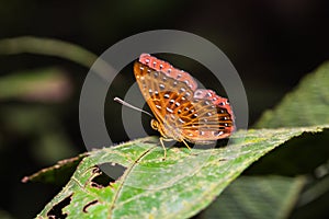 The Punchinello butterfly