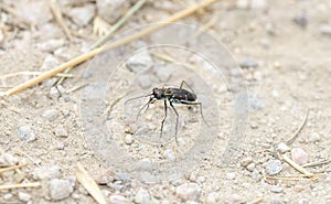 Punctured Tiger Beetle Cicindela punctulata Perched on a Gravel Rocky Road in Eastern Colorado