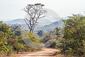 Punda Maria landscape in Kruger National park, South Africa