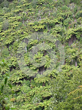 Punga ferns