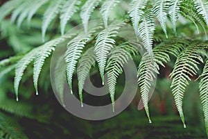 Punga or tree fern fronds with rain drops in New Zealand bush - shallow depth of field