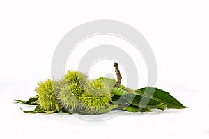 Pungent green chestnuts on white background. Autumn mood. Harvest time photo