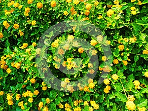 the punggol settlement, flowers, leaf, wallpaper,Flowers of kamara lantana - White and Yellow