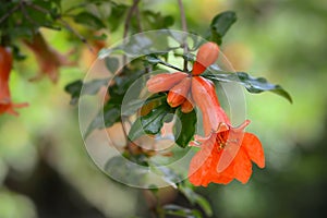 Punica granatum blossom