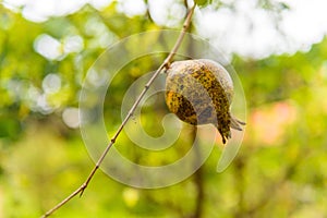 Punica granatum Diseased