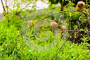 Punica granatum Diseased