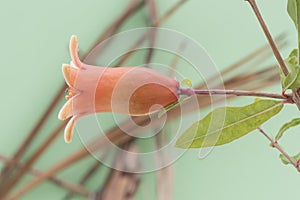 Punica granatum pomegranate flowers of orange color and shape of trumpet or bell, green fruit, leaves of this plant on intense