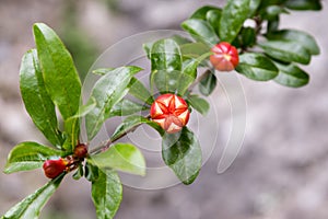 Punica granatum, pomegranate tree in bloom