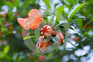 Punica granatum, pomegranate tree in bloom