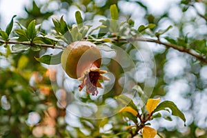 Punica granatum, pomegranate tree with green unripened fruit