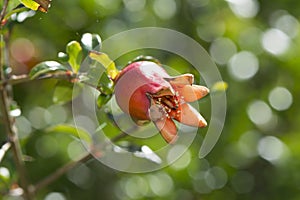 Punica Granatum Varitey Nana, Dwarf Pomegranate