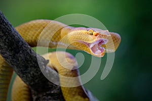 puniceus pit viper on branch
