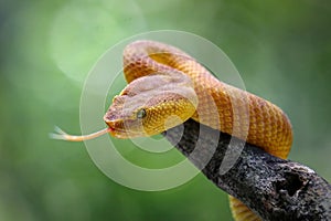 puniceus pit viper on branch