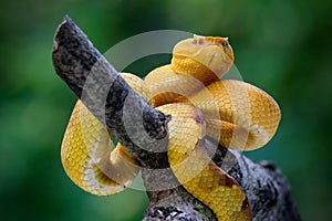 Punicius yellow pit viper on branch