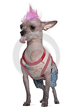 Punk dressed Mexican hairless dog, 4 years old