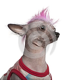 Punk dressed Mexican hairless dog, 4 years old