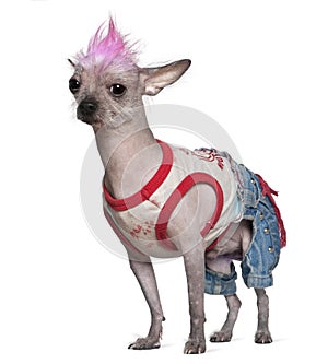 Punk dressed Mexican hairless dog, 4 years old