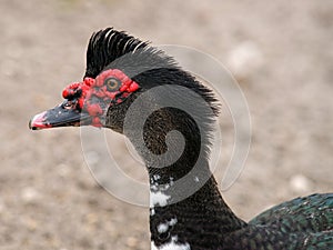 Punk Duck