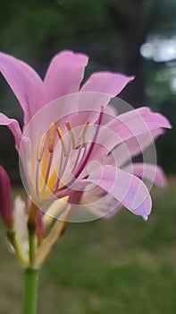 Punk lily known as resurrection surprise lily -- Lycoris squamigera photo