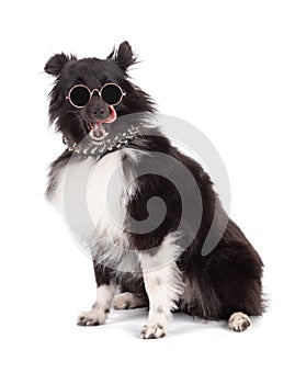 Punk shetland dog with glasse