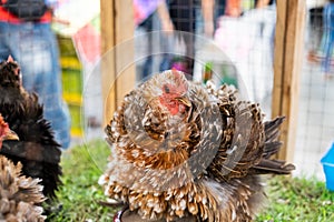 Punks chicken is eatting food in a farm photo