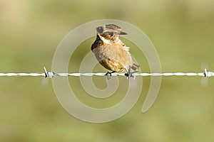 a Punky stonechat bird sitting on top of a barbed wire fence