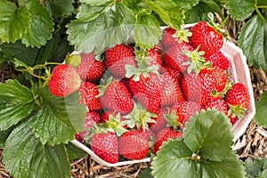 Punnet with freshly picked strawberries growing in organic strawberry garden