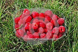 Punnet of raspberries