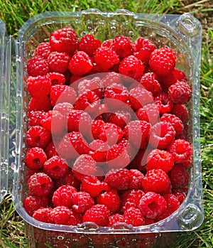 Punnet of raspberries photo