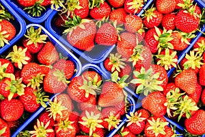 Punnets of strawberries
