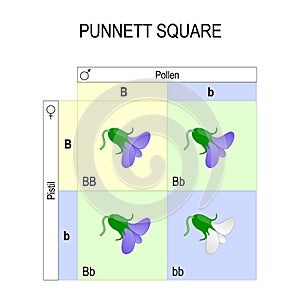 Punnett square. genetics photo