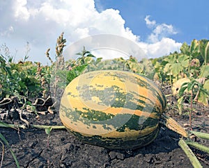 Punpkin on farm garden