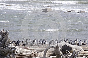 Punta Arenas - Penguin Colony