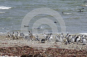 Punta Arenas - Penguin Colony