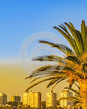 Punta del Este Cityscape, Uruguay