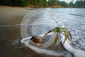 Washed up coconat at punta leona beach, Costa Rica photo