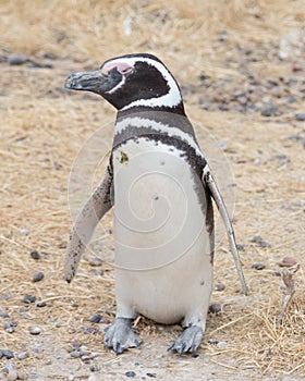 Punta Tombo Penguin