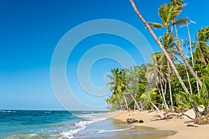 Punta Uva beach in Costa Rica, wild and beautiful caribbean coast