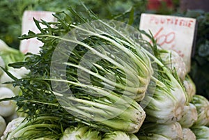 Puntarelle or Chicory at the Market