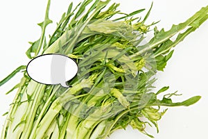 Puntarelle chicory and white label