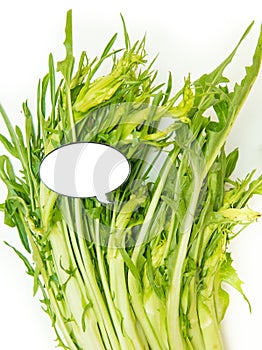 Puntarelle chicory and white label