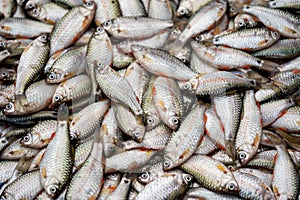 Punti Fish also known as Putti Fish.Freshwater fish. photo