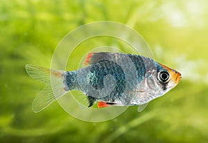 Puntius tetrazona - aquarium fish