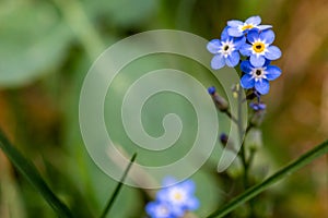 Puny blue garden flowers