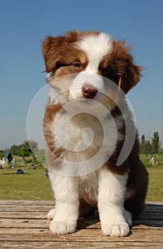 Pup australian shepherd