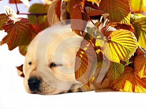 Pup in autumn leaves.